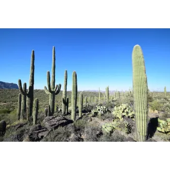 Natural Cactus Plants